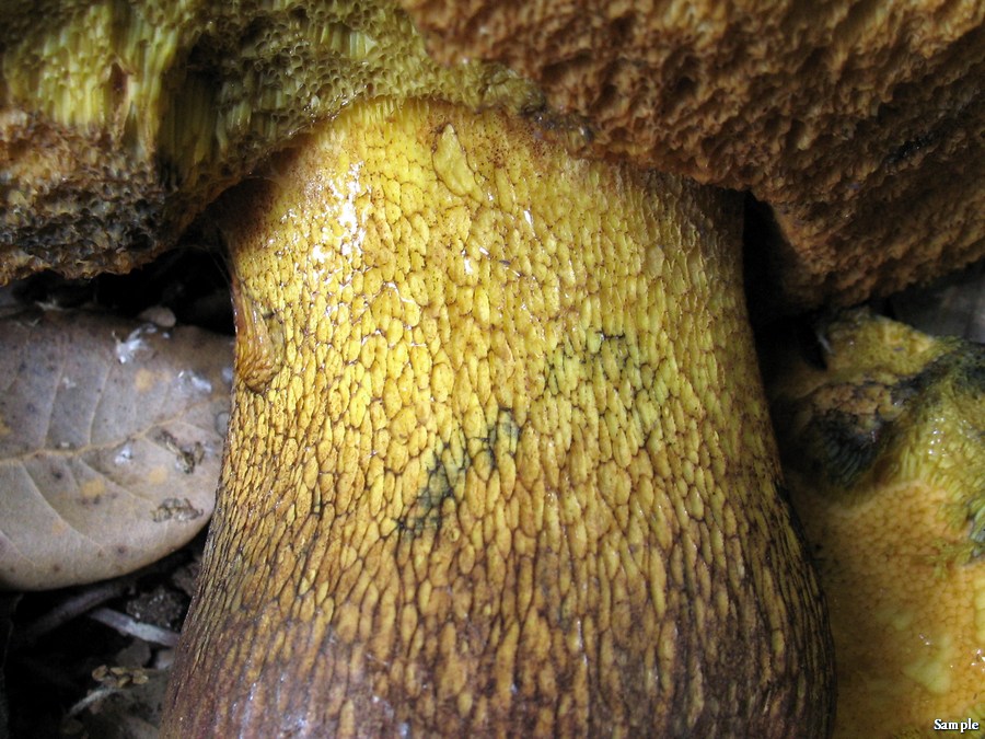 Boletus luridus lucido